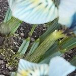 Iris reticulata Hoja