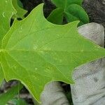 Chenopodiastrum hybridumLeaf