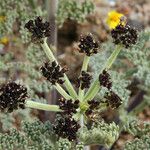 Lomatium mohavense Bloem