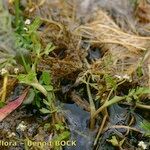 Helosciadium inundatum Habit