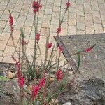 Epacris impressa 花