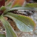 Erigeron uniflorus Habitus