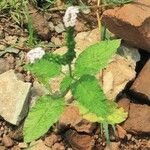 Heliotropium indicum Leaf