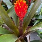 Guzmania conifera Floare