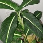 Dieffenbachia oerstedii Hoja