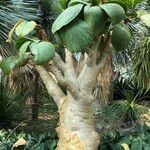 Cyphostemma currorii Vivejo