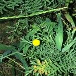 Tanacetum vulgareBloem