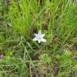 Ornithogalum divergens花