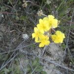 Helianthemum marifolium Blomma