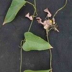 Aristolochia triangularis पत्ता