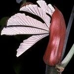 Cecropia obtusa Fuelha