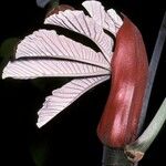 Cecropia obtusa Blatt