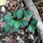 Pyrola picta Leaf