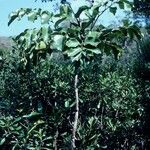 Polyscias mackeei Habit