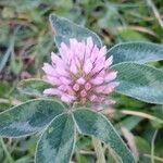 Trifolium pratense Fleur