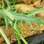 Launaea mucronata Leaf