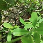 Crotalaria retusa List