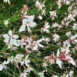 Oenothera lindheimeri Hoja