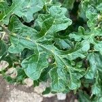 Solanum linnaeanum Leaf