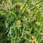 Astragalus cicer Облик