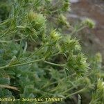 Potentilla valderia Flower