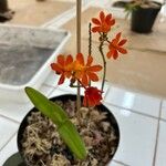 Epidendrum fulgens Blüte