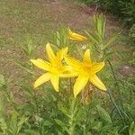 Hemerocallis minor Blüte