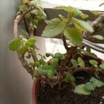 Plectranthus ernstii 葉