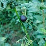 Solanum americanum Frucht