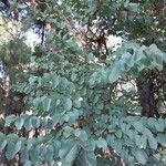 Bauhinia acuminata Habitus