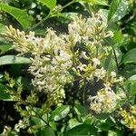 Ligustrum ovalifolium Květ