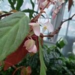 Begonia epipsila Blomst
