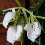 Brassavola nodosa Virág