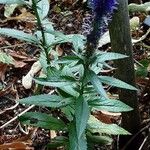 Veronica spicata برگ