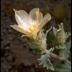 Mentzelia involucrata Flower