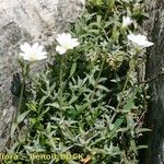 Cerastium gibraltaricum Hábito