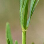 Coreopsis palmata 樹皮