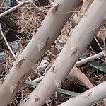 Asparagus retrofractus Bark