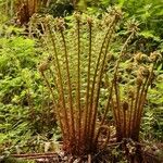 Dryopteris crassirhizoma List