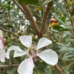 Leptospermum laevigatum Fula