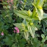 Epilobium alpestreList