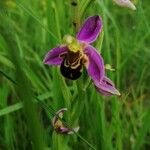 Ophrys apifera Folha