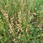 Rumex acetosellaЦветок