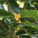 Magnolia champaca Кветка