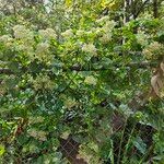 Mikania scandens Costuma