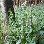 Stachys alpina Агульны выгляд