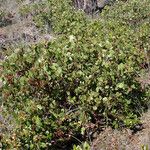 Arctostaphylos patula 整株植物