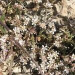 Frankenia corymbosa Flor