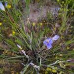 Sisyrinchium langloisii 花