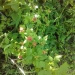 Rubus occidentalis Fruit